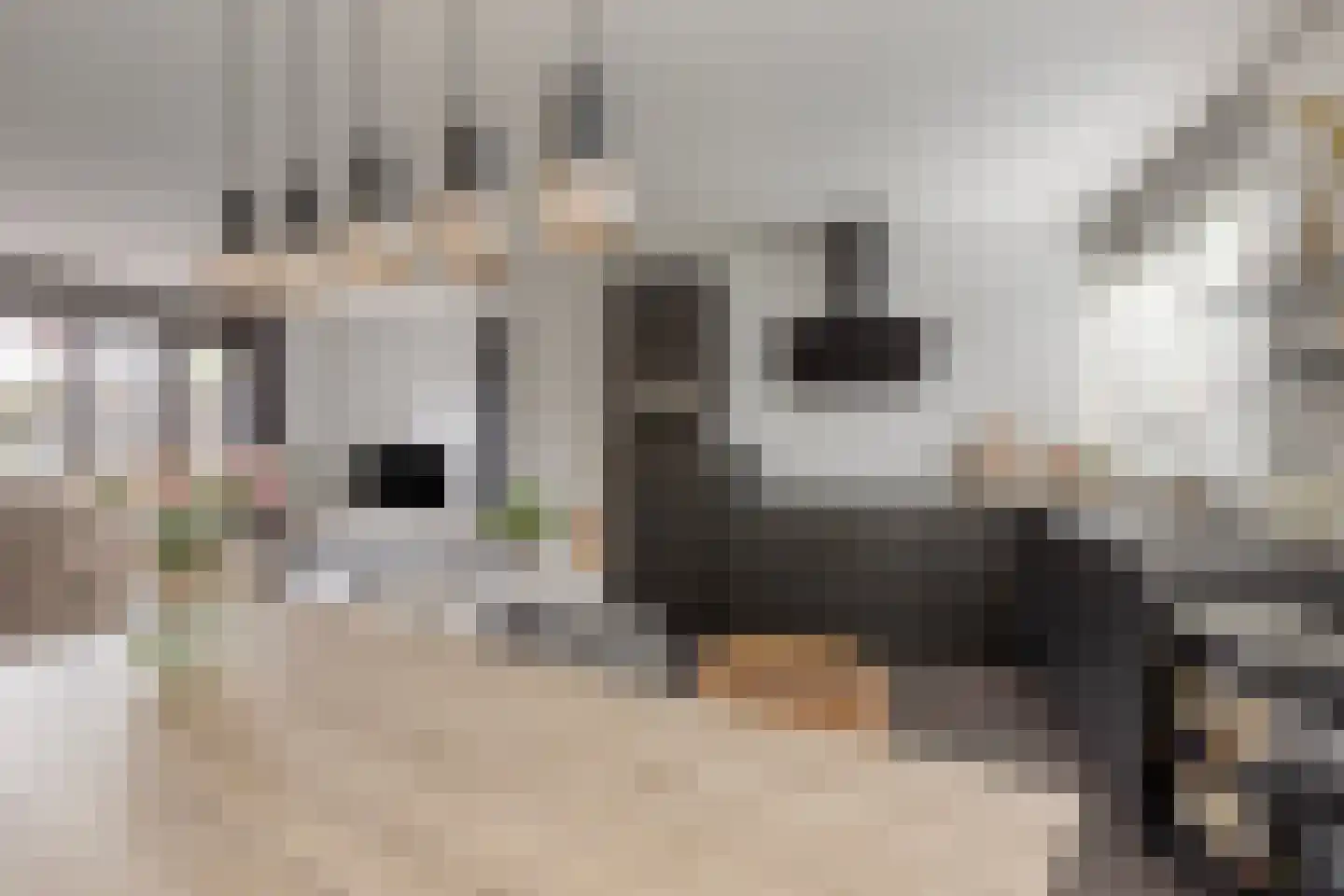 Muntmeester 298 Uden thumbnail 19
