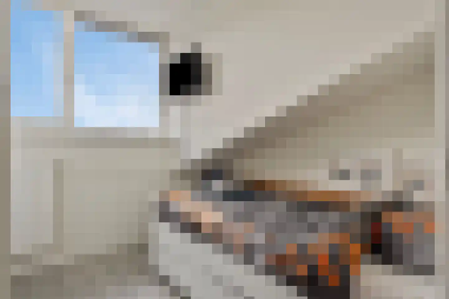 Muntmeester 462 Uden thumbnail 27