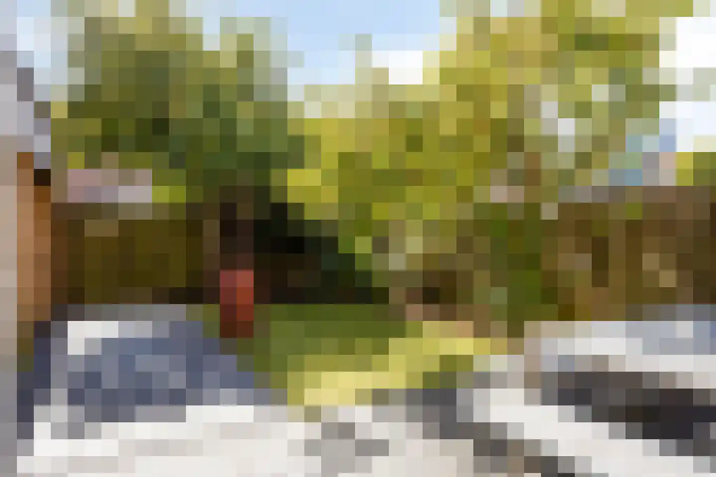 Muntmeester 464 Uden thumbnail 36