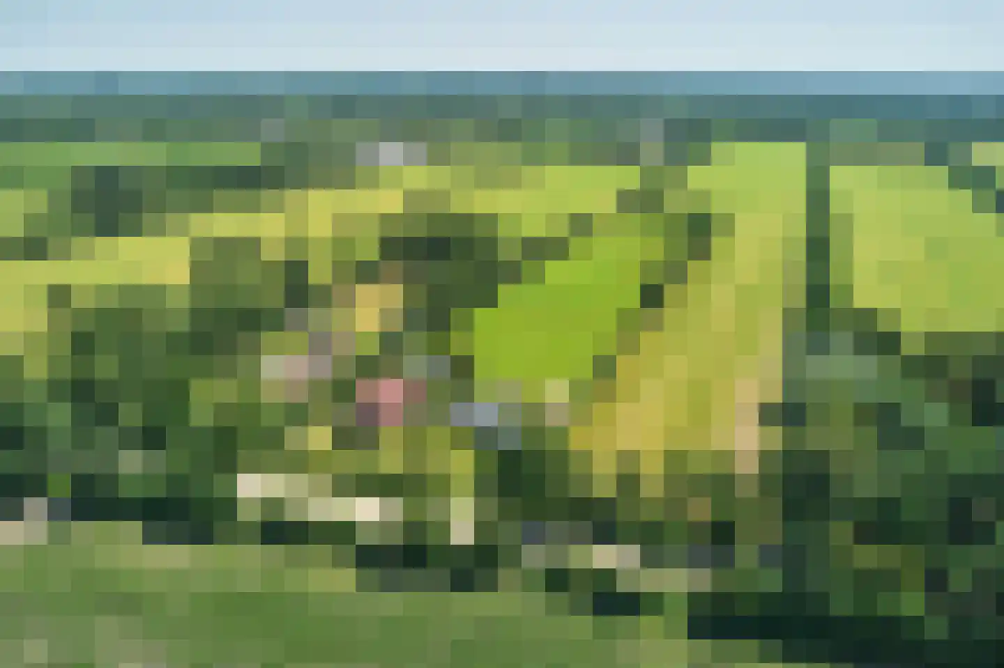 Mûntsegroppe 6 Boelenslaan thumbnail 52