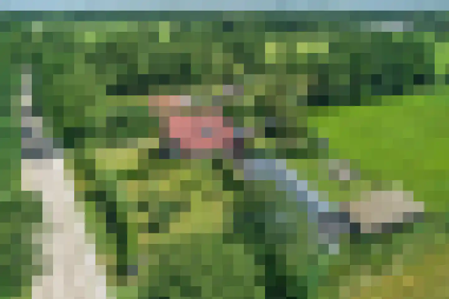 Mûntsegroppe 6 Boelenslaan thumbnail 8