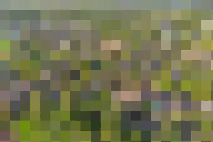 Museumlaan 14 Koog aan de Zaan thumbnail 49