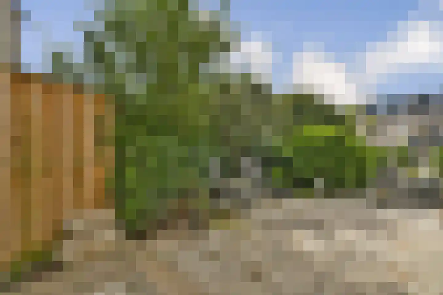 Muskuskruid 6 Vlaardingen thumbnail 14