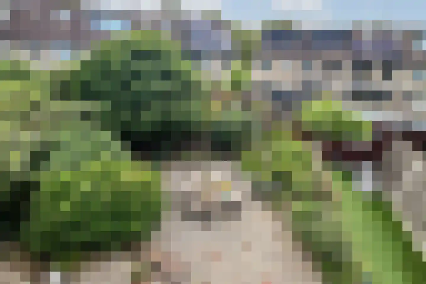 Muskuskruid 6 Vlaardingen thumbnail 17