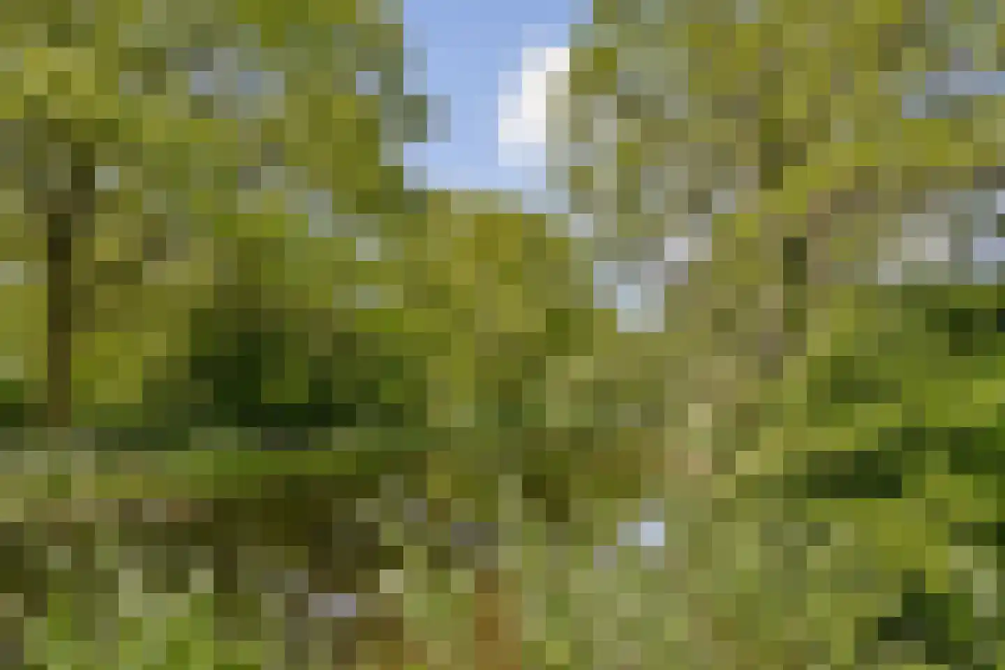 Muskuskruid 6 Vlaardingen thumbnail 29