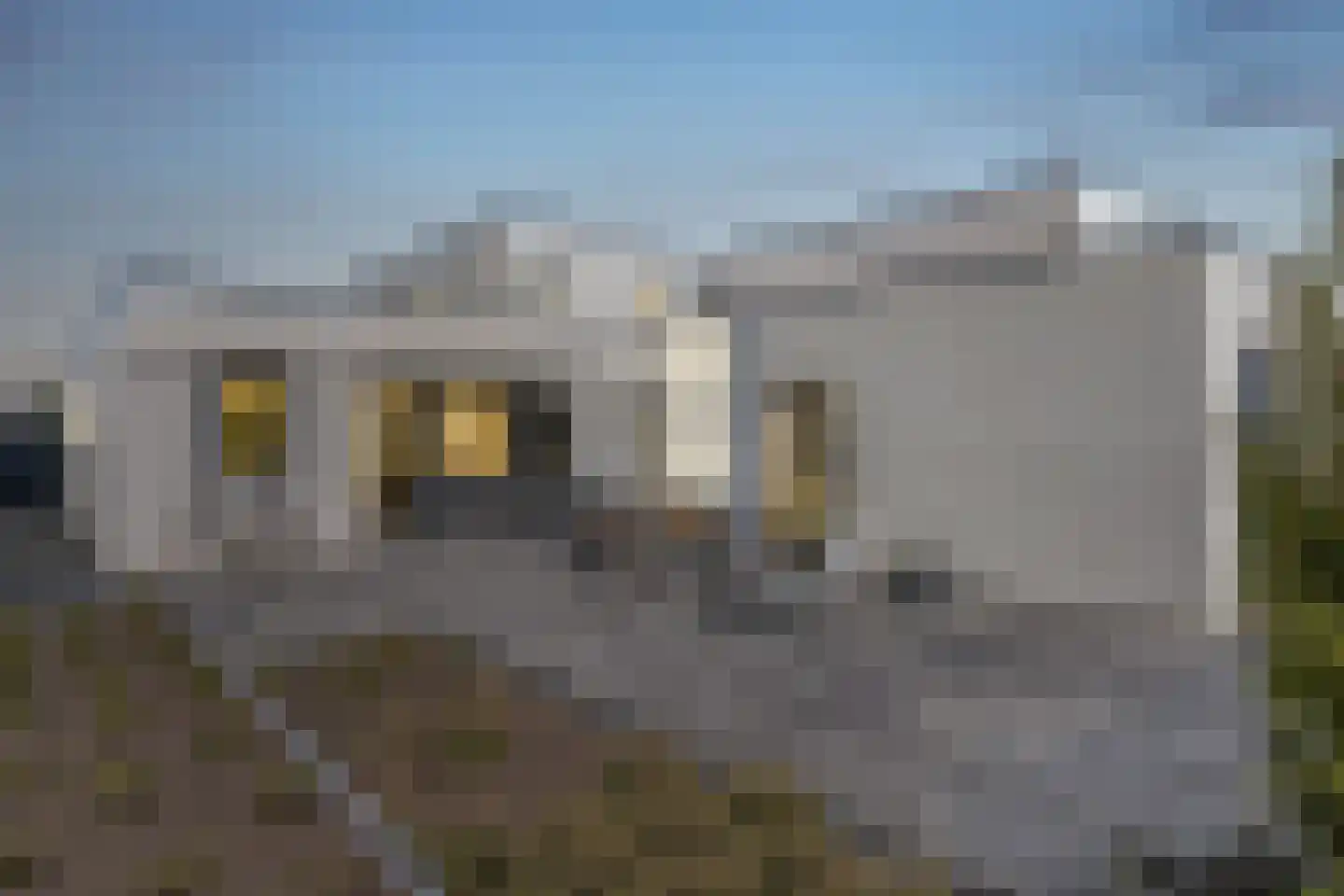 Muurbloem 4 Eijsden thumbnail 65