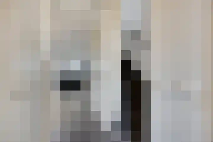 Muurhagedis 18 Goirle thumbnail 5