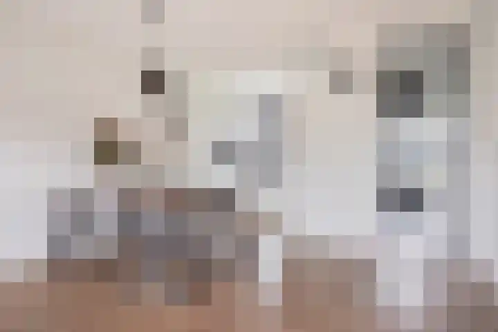 Muurhagedis 29 Goirle thumbnail 10