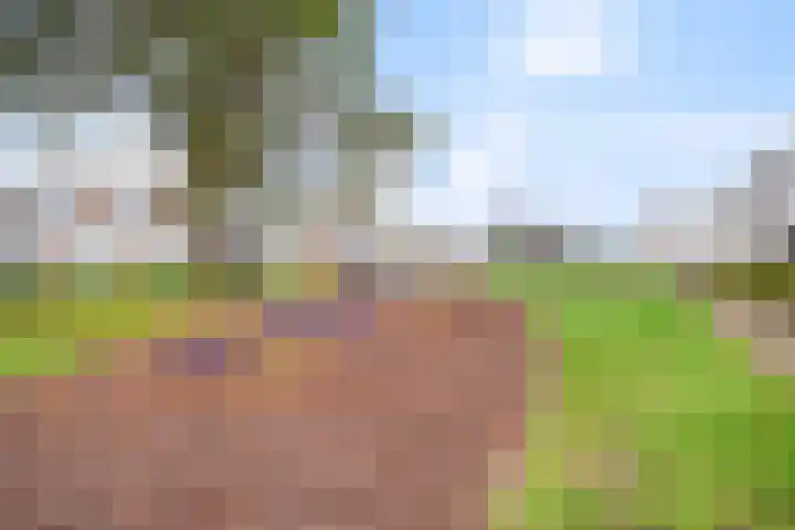 Muurhagedis 29 Goirle thumbnail 48