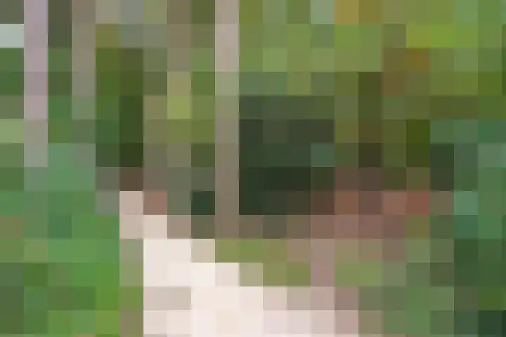 Muurhagedis 29 Goirle thumbnail 49