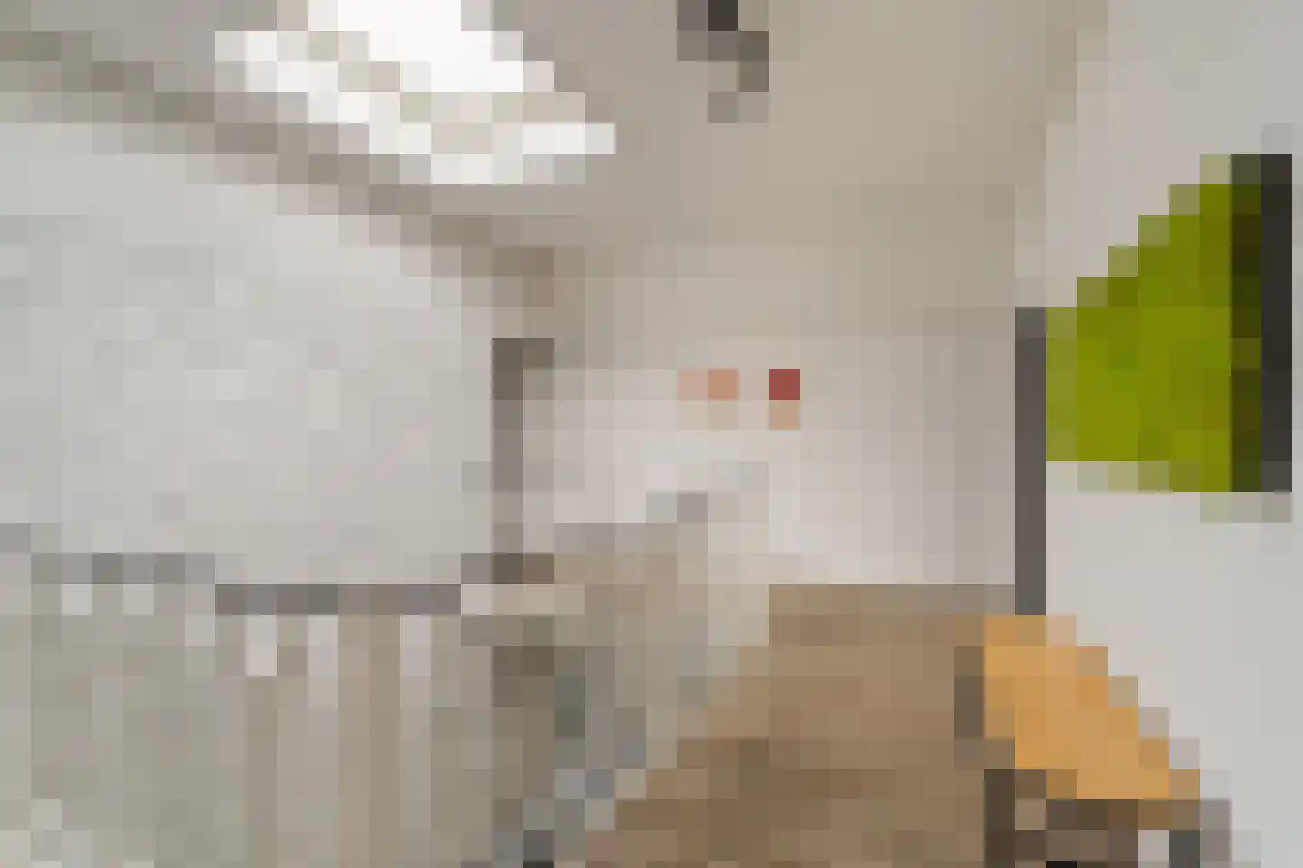 Muurmos 18 Rotterdam thumbnail 18