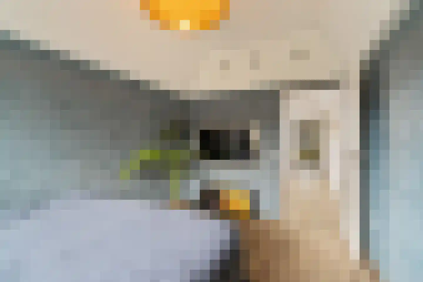 Muurmos 18 Rotterdam thumbnail 20
