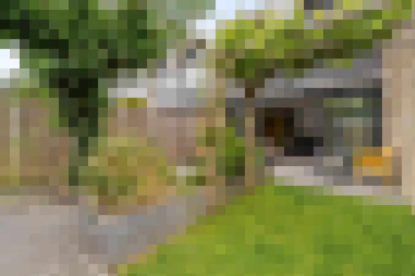 Muurmos 18 Rotterdam thumbnail 33