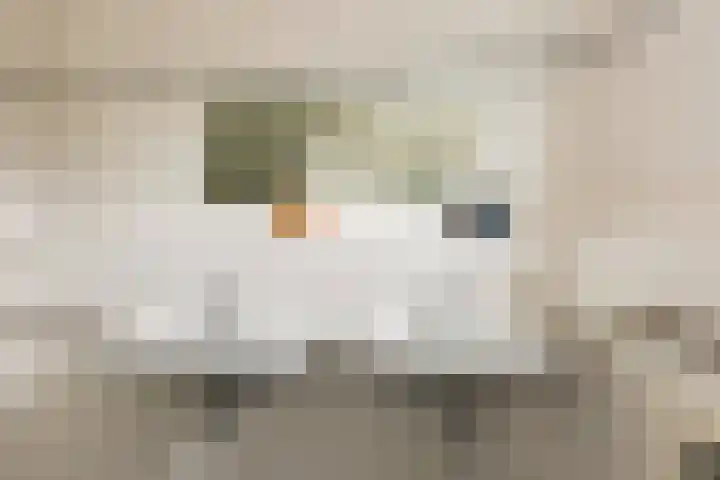 Muurmos 4 Bergschenhoek thumbnail 25