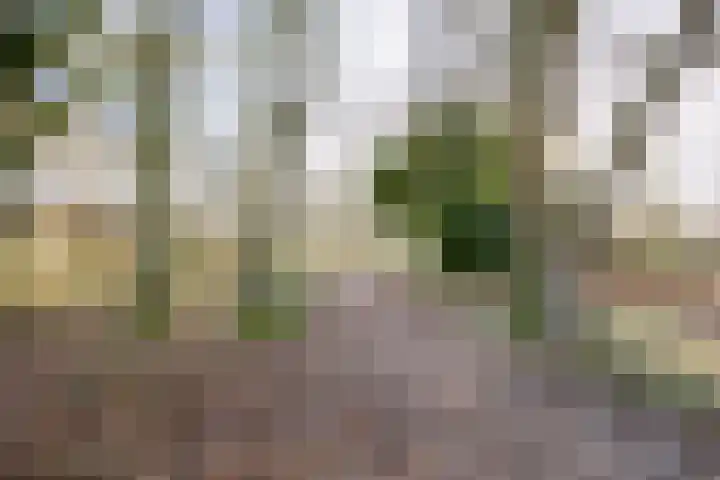 Muurpeper 6 Venray thumbnail 34