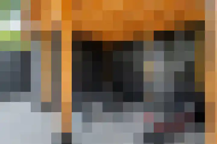 Muurzwaluw 38 Veenendaal thumbnail 22