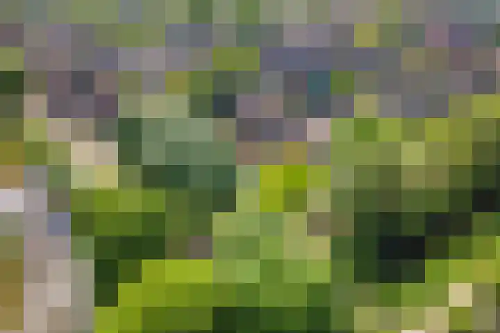 Muurzwaluw 38 Veenendaal thumbnail 53