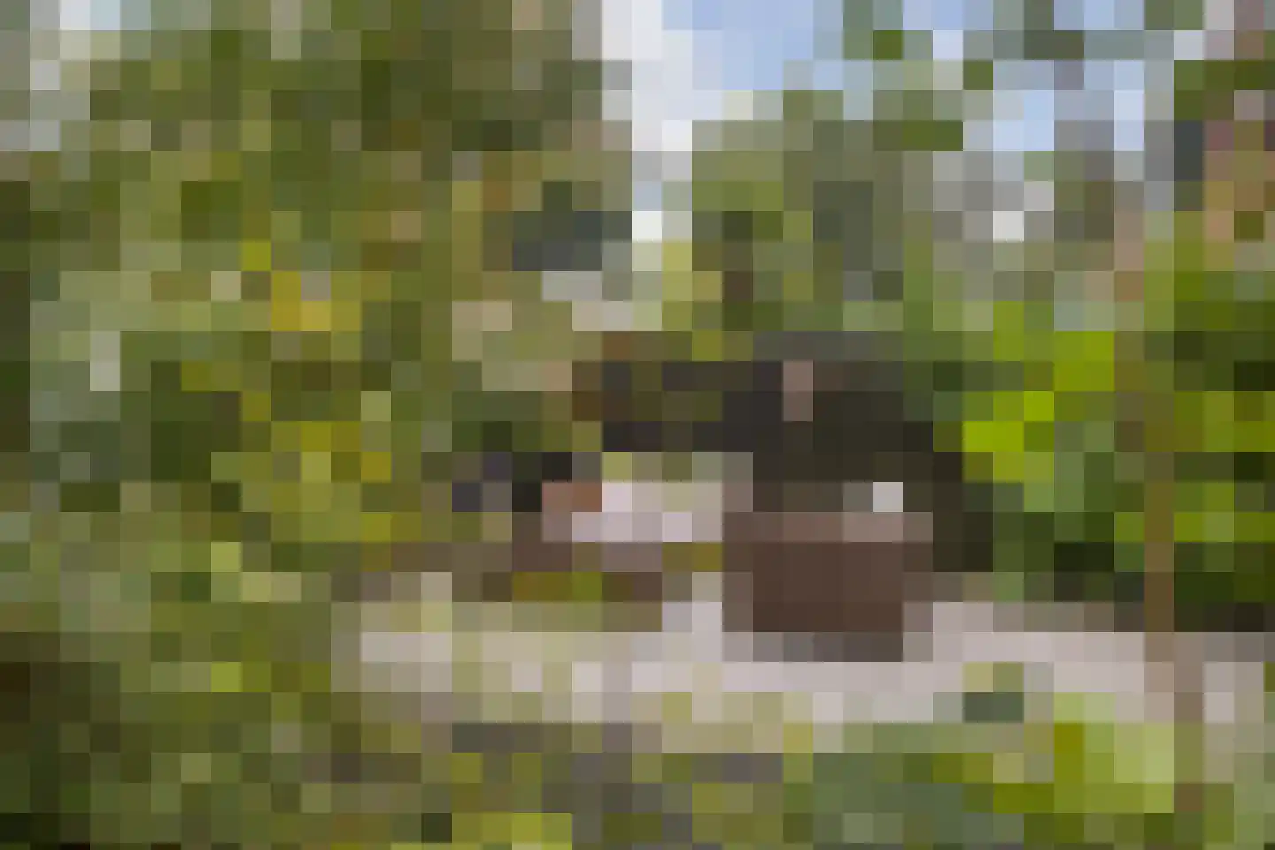 Muurzwaluw 42 Veenendaal thumbnail 43