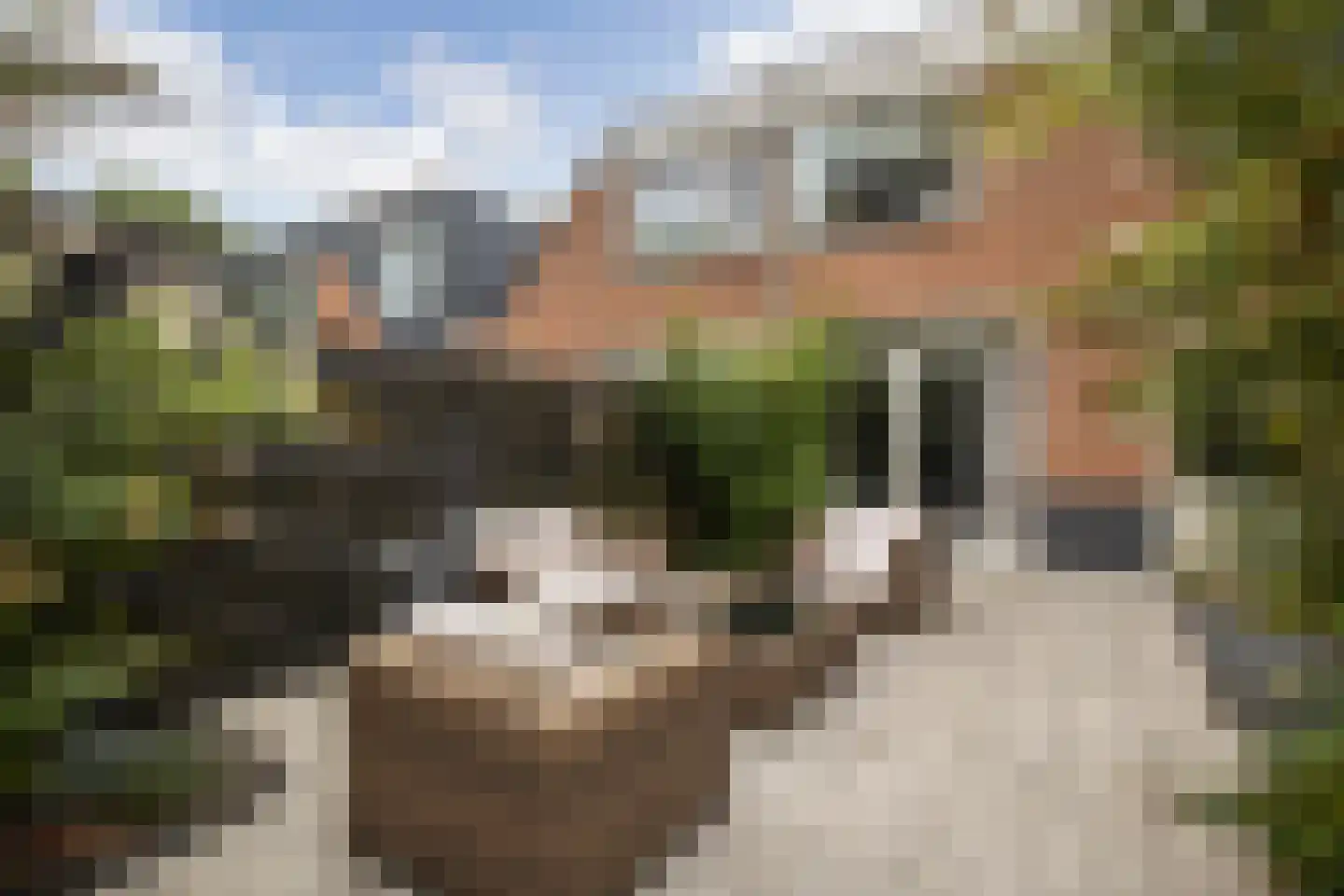 Muurzwaluw 42 Veenendaal thumbnail 47