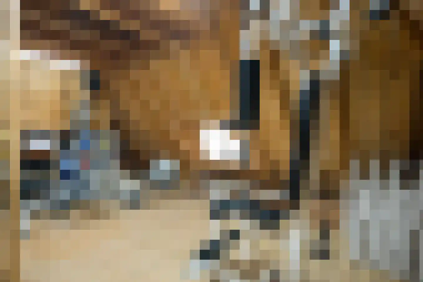 Mûzefalk 8 Harkema thumbnail 53
