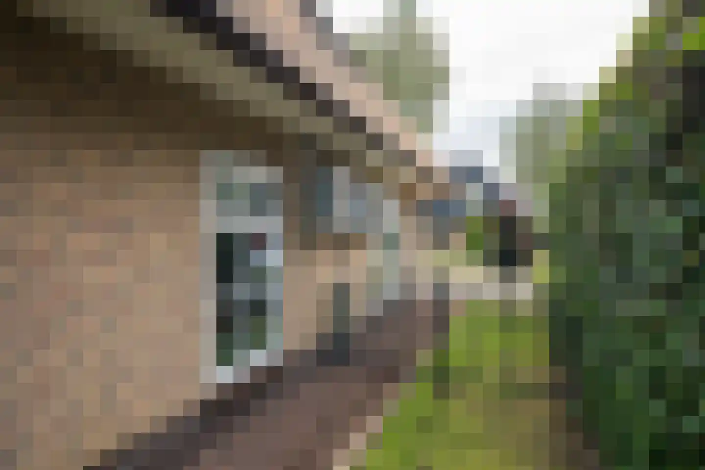 Mûzefalk 8 Harkema thumbnail 56