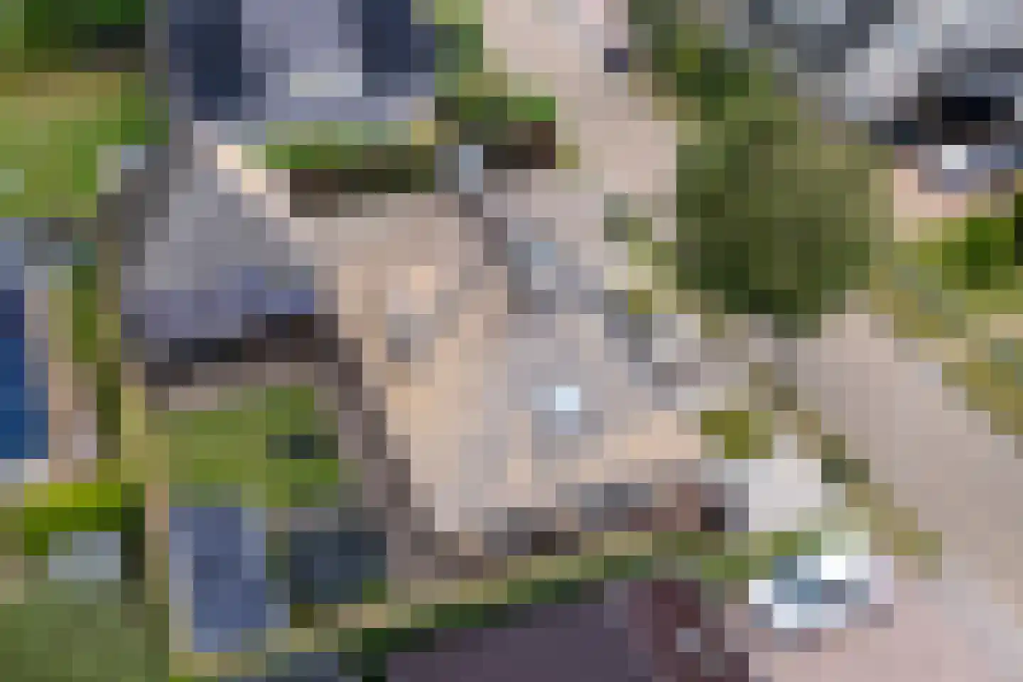 Mûzefalk 8 Harkema thumbnail 59