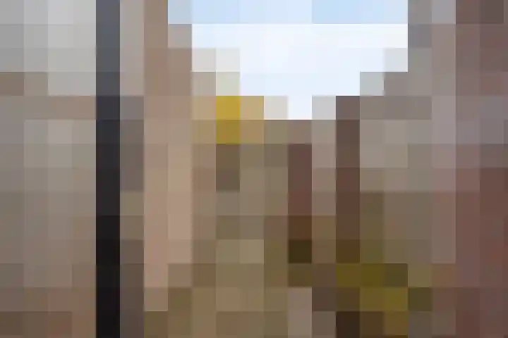 Muzenlaan 84 Beek en Donk thumbnail 32
