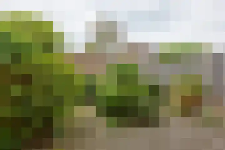 Muzenlaan 91 Leiderdorp thumbnail 28