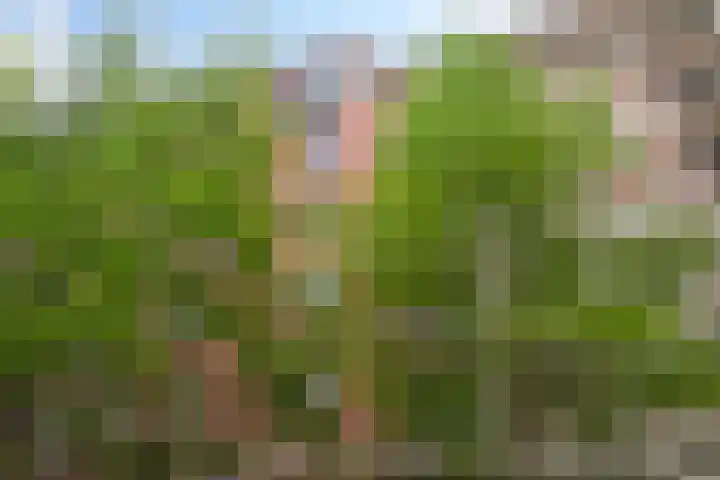 Muzenstraat 100 in Den Haag