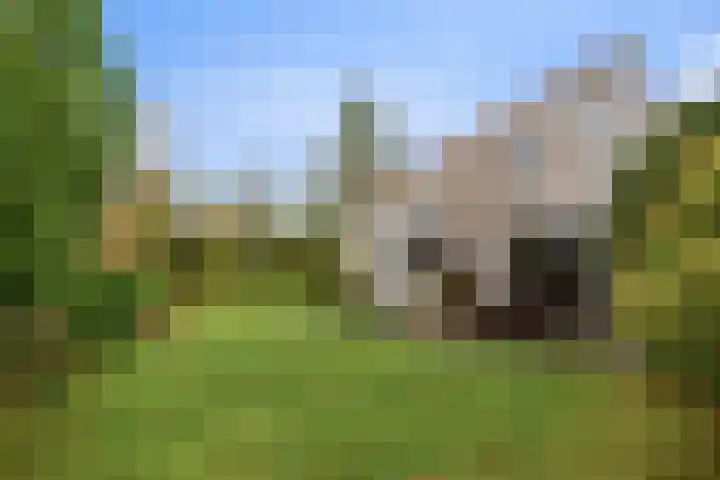 Mytilus 22 Brouwershaven thumbnail 18