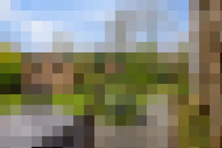 Mytilus 22 Brouwershaven thumbnail 19