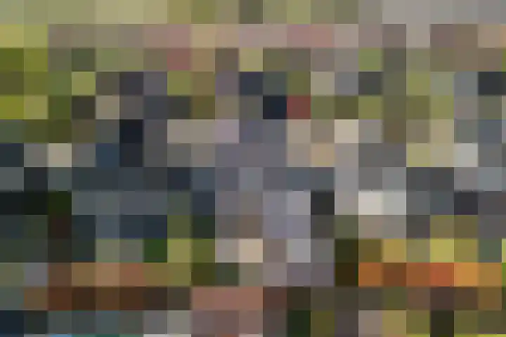 Naaldakker 15 Lage Mierde thumbnail 57