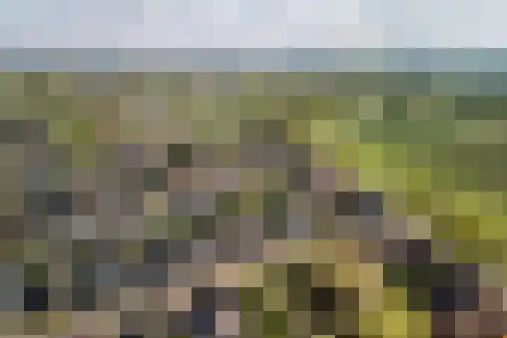 Naaldakker 15 Lage Mierde thumbnail 60