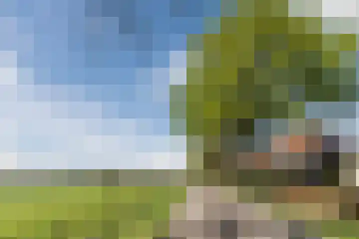 Naaldakker 15 Lage Mierde thumbnail 65