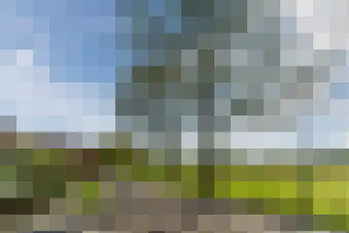 Naaldakker 15 Lage Mierde thumbnail 66