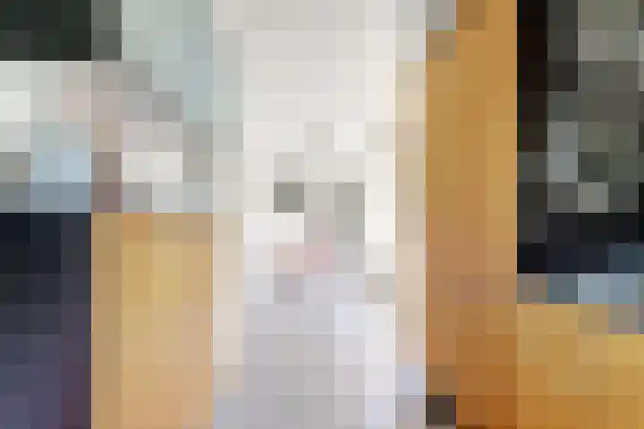 Naaldvaren 12 Bergschenhoek thumbnail 12
