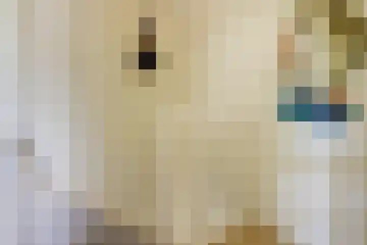 Naaldvaren 12 Bergschenhoek thumbnail 15