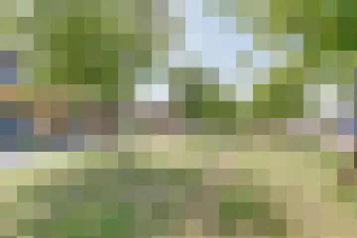Naaldvaren 12 Bergschenhoek thumbnail 5