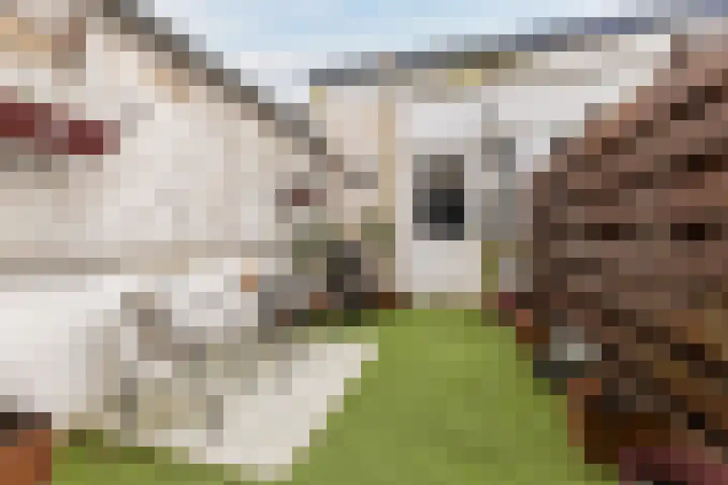 Naaldwijkseweg 4 's-Gravenzande thumbnail 16