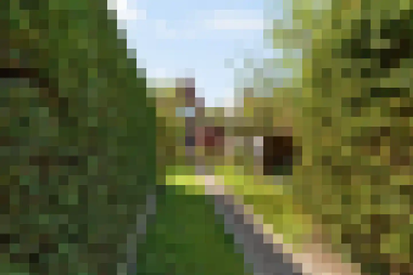 Naaldwijkseweg 52 's-Gravenzande thumbnail 27