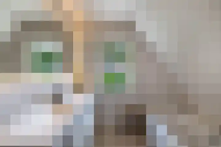 Naarderstraat 223 Huizen thumbnail 34