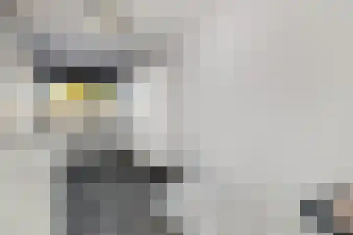 Nachtegaal 15 Raalte thumbnail 16