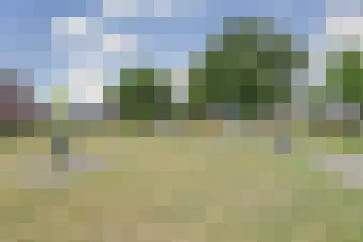 Nachtegaal 25 Bladel thumbnail 51