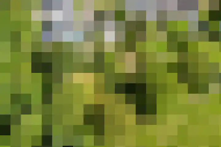 Nachtegaal 27 Boxmeer thumbnail 68