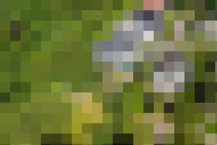 Nachtegaal 27 Boxmeer thumbnail 69