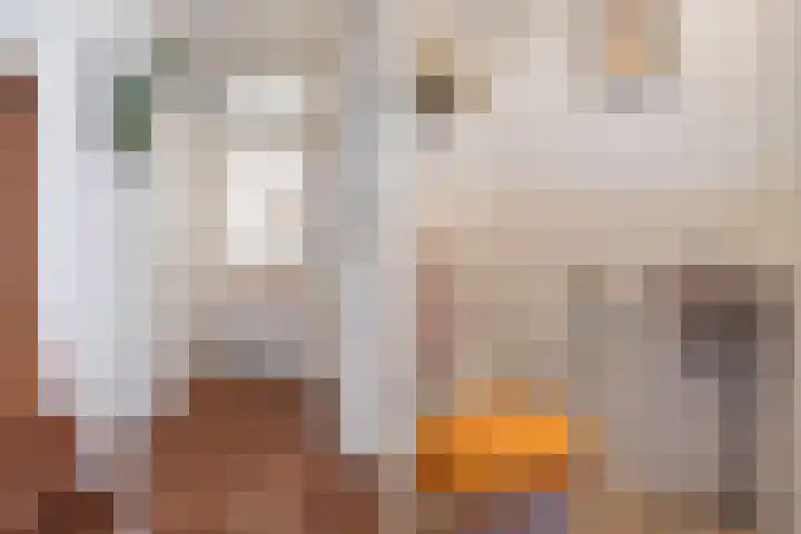 Nachtegaal 37 Wijk bij Duurstede thumbnail 15
