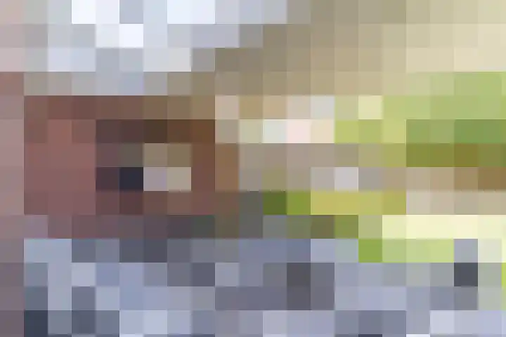 Nachtegaal 43 Bladel thumbnail 37