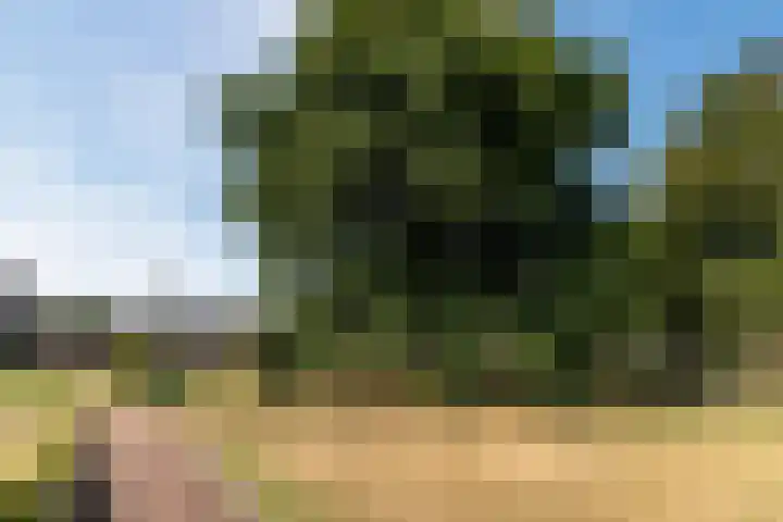 Nachtegaal 43 Bladel thumbnail 56
