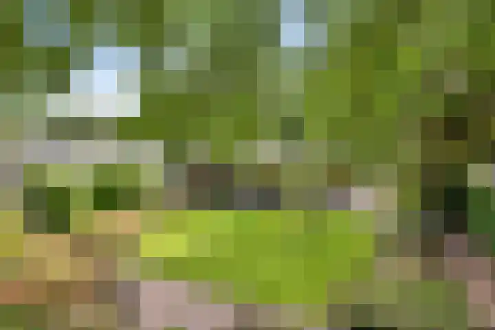 Nachtegaallaan 1 Grubbenvorst thumbnail 42