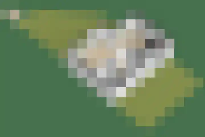 Nachtegaallaan 9 Leiden thumbnail 68